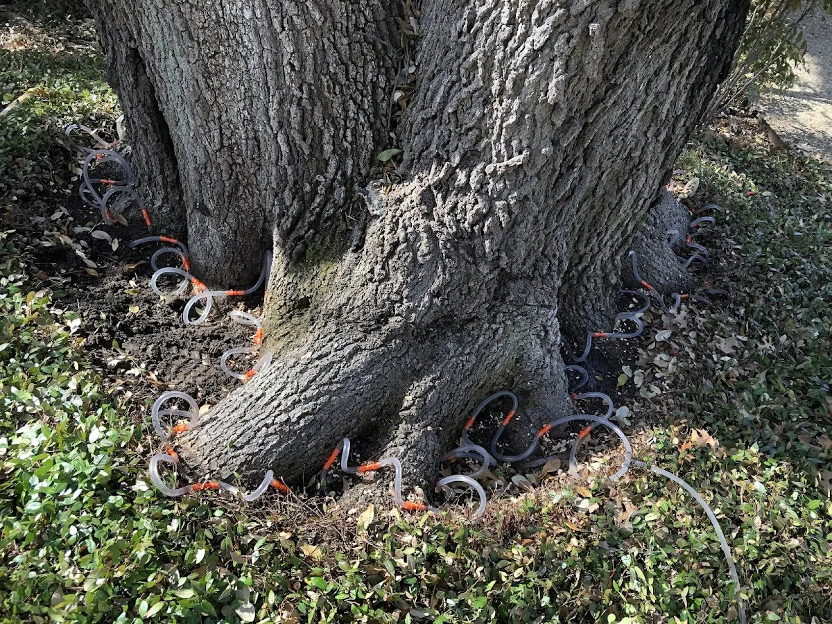 Detailed Tree Cabling and Bracing job site in Solsville