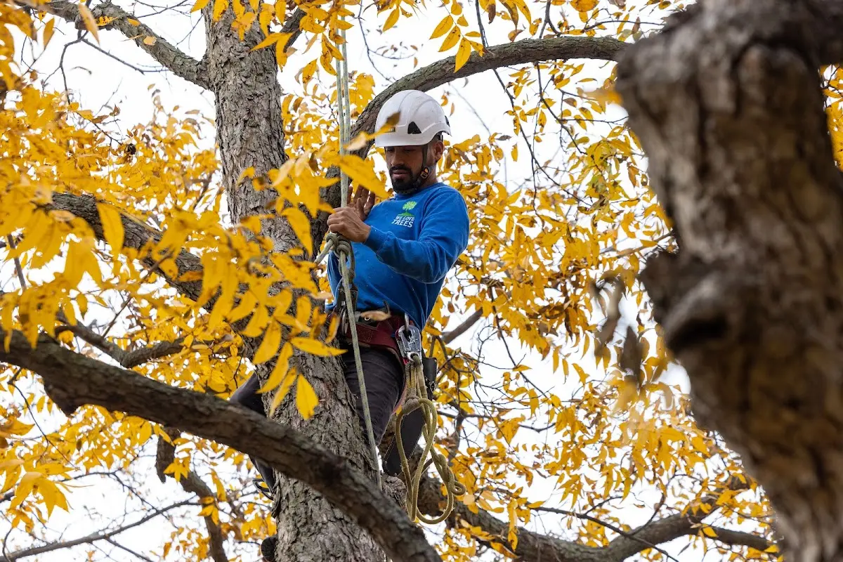 Skilled Tree Pruning crew working in Solsville