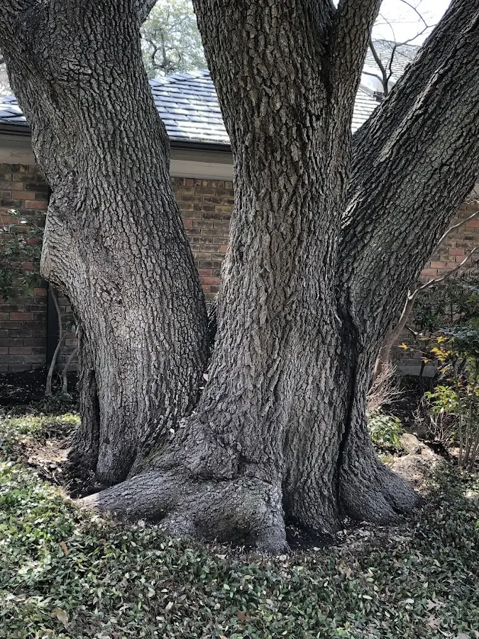 Mature heritage tree close to a Solsville property cared for by certified arborists